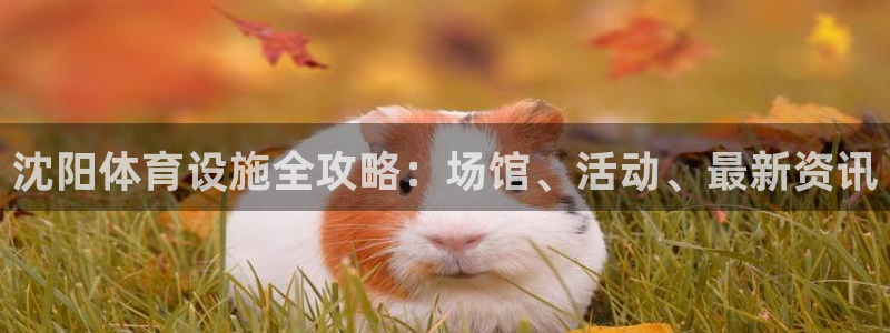 意昂3集团E.ON：沈阳体育设施全攻略：场馆、活动、